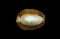 藏品(雪山寶螺)的圖片